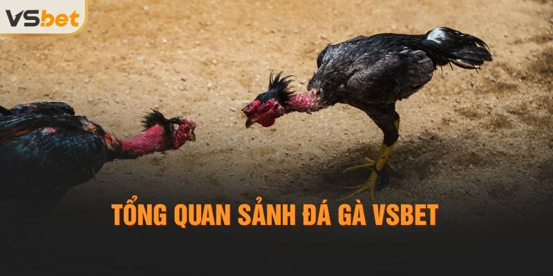 Tổng quan sảnh Đá gà Vsbet